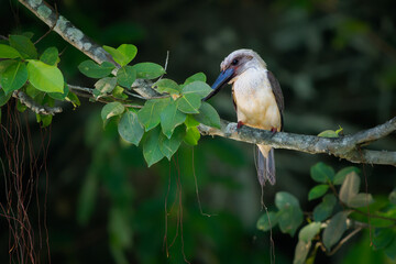 Great-billed or Black-billed kingfisher Pelargopsis melanorhyncha bird in Halcyoninae endemic to  Sulawesi, mangrove forest, subspecies melanorhyncha and dichrorhyncha and eutreptorhyncha