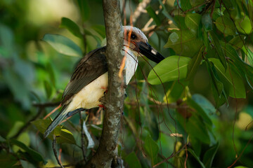Great-billed or Black-billed kingfisher Pelargopsis melanorhyncha bird in Halcyoninae endemic to  Sulawesi, mangrove forest, subspecies melanorhyncha and dichrorhyncha and eutreptorhyncha