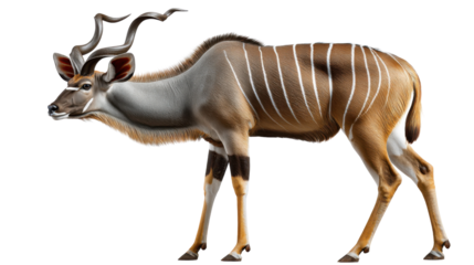 Majestic Kudu: This image showcases a kudu in all its glory. The impressive spiral horns and striking coat patterns are on full display, a true celebration of the wild.
