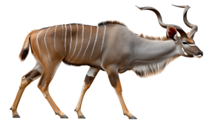 Magnificent Kudu in Profile: A majestic kudu gracefully strides across the landscape, its striking coat and impressive spiral horns catching the eye.