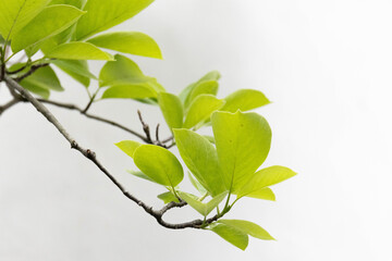 Spring Concept, detail on Texture and Pattern of fresh green leaves