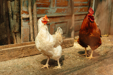 A duo of playful chickens are fully engaged in exploring a charming and picturesque countryside environment