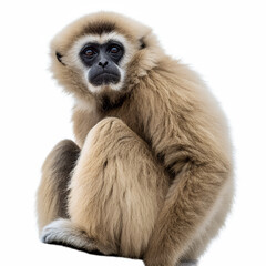 Fototapeta premium A close-up of a gibbon sitting in a relaxed position. The gibbon has light brown fur and a distinct facial expression, showcasing its black face and expressive eyes.