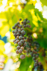 A cluster of ripe grapes among lush green foliage, showcasing natures beauty in vibrant colors and serene atmosphere