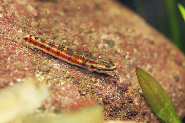 Female Blue Neon goby (Stiphodon atropurpureus)