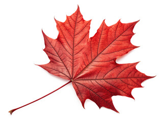 red sugar maple leaf leaves plant  on AI generated by PNG