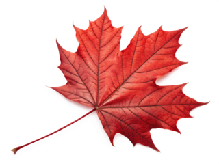 red sugar maple leaf leaves plant  on AI generated by PNG