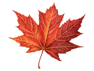 red sugar maple leaf leaves plant  on AI generated by PNG