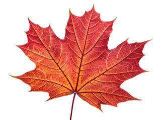 red sugar maple leaf leaves plant  on AI generated by PNG
