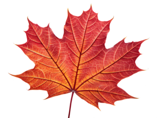red sugar maple leaf leaves plant  on AI generated by PNG