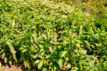 A vibrant and lush field filled with healthy green pepper plants thriving beautifully in warm sunlight