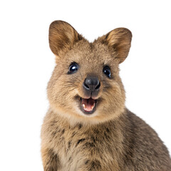 Fototapeta premium A cute and happy quokka with its mouth open, smiling at the camera, isolated on transparent background
