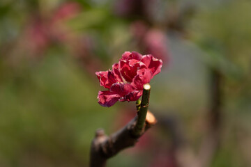 Beauty of Nature, close up blooming red flower, peach blossom