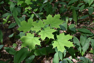 green leaves in the garden