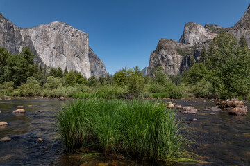 Yosemite National Park, California. Sierra Nevada. Yosemite Valley View.  The Merced River is a 145-mile (233 km)-long tributary of the San Joaquin River. Carex nudata is a species of true sedge. 
