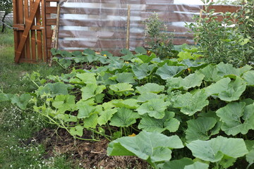 vegetables in a greenhouse