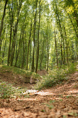 Fototapeta premium A tranquil view of a winding forest path, showcasing vibrant green trees and sunlight filtering through