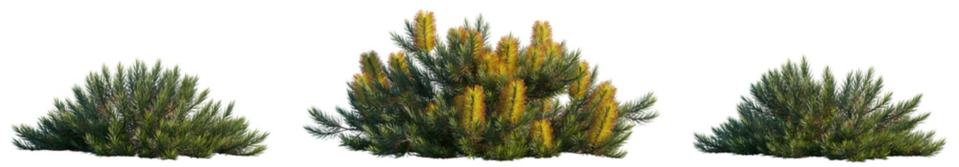 Set of Banksia spinulosa 'Cherry Candles' flowering shrubs isolated on transparent background,...