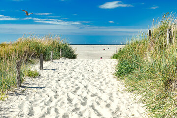 Beach access through sand dunes and fennel grass to the endless sandy beach - 2712