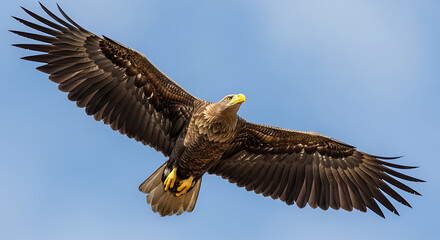 Majestic Eagle in Flight Against Clear Blue Sky with Wings Spread Wide and Detailed Feathers