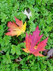 Vibrant red and yellow maple leaves resting on verdant ground cover, capturing autumn's rich, warm color palette