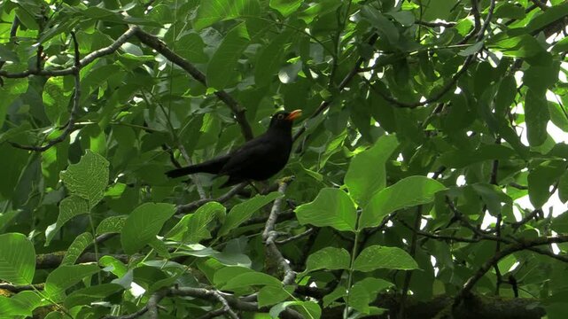 A blackbird sentinel sounds the alarm on the walnut tree