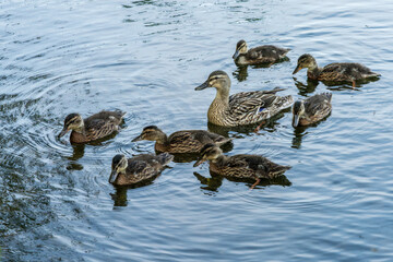 Mother mallard duck and seven small chicks paddling on the Lake in Ellesmere Shropshire