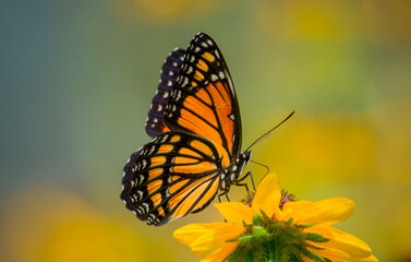 butterfly on flower