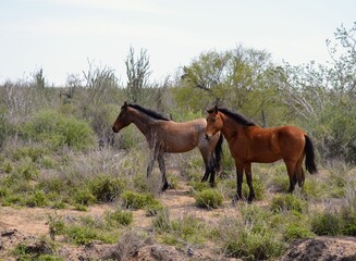 Stillness in Stereo: horses in the desert