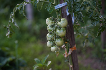 Unripe green tomatoes tied to wooden stake with green leaves growing.  Home gardening for sustainable food