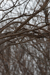 Autumn Concept, Leafless tree