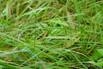 The grass is wet and green