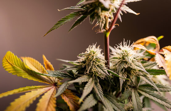 OG Kush legendary American cannabis genetics macro