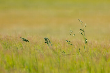 A calming scene of a meadow with lush grass swaying in the sunlight, evoking a sense of peace and tranquility.