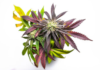 Purple Animal Cookies cannabis leaves white background