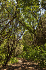 Obraz premium Bosque tropical en el Parque de la Anaga, Tenerife