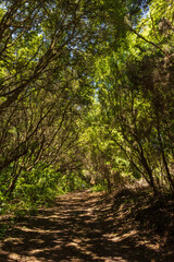 Obraz premium Bosque tropical en el Parque de la Anaga, Tenerife
