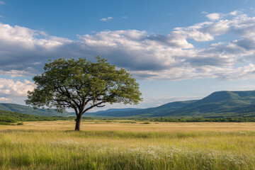 solitary tree stands majestically against vast savanna backdrop in georgia