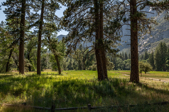 Yosemite Falls Vantage Point, Yosemite National Park, California. Sierra Nevada. Yosemite Valley.  Pinus jeffreyi, Jeffrey pine, Jeffrey's pine, yellow pine and black pine