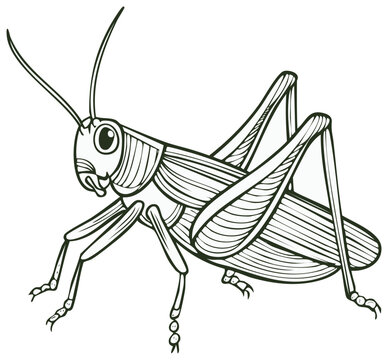 black and white grasshopper insect drawing clip art preview