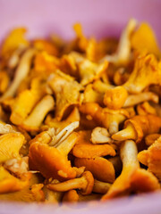 Close up of organic chanterelle mushrooms. Popular food product in Slavic and Baltic states countries. Natural organic food.