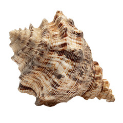 Fototapeta premium Ocean's Echo: A close-up view showcases a beautifully detailed seashell, its spiral form a testament to the artistry of the sea.