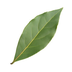 Single oblong, veined leaf. The main vein is yellow and the leaf itself is a medium green, isolated on a black background. Botanical study.