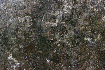 moss on stone