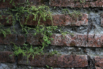 old brick wall with moss