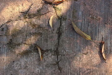leaf on ground