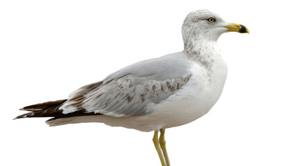 Fototapeta premium A grey and white seagull standing isolated on transparent background