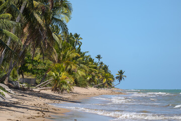 Idyllic tropical beach with palm trees, golden sand, and clear blue sky.
