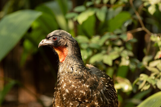 Close-up of a jacu (Penelope) highlighting its distinctive red eyes and detailed plumage.