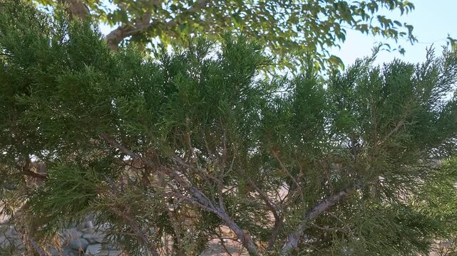 A Juniper shrub with a breeze wind moving the plant